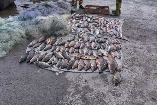 На Одещині за місяць незаконно наловили приголомшливу кількість риби