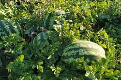 На Одещині планують рекордний урожай овочів: скільки гектарів вже засіяно