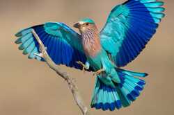 В Одесскую область прилетели редкие тропические птицы: ФОТО