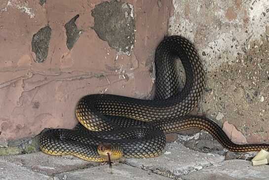 Рідкісна змія вкусила директора Одеського зоопарку: де її знайшли (ФОТО)