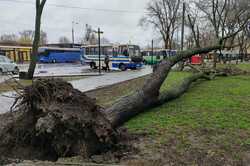 Негода в Одесі: на яких вулицях повалило дерева й ускладнено рух авто 