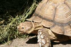 Большое переселение в одесском зоопарке: черепахи оставили зимний вольер (фото)
