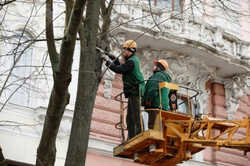 В Одессе выделили на обрезку деревьев более 3 миллионов гривен: в чем загвоздка