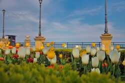 На 16-й станции Большого Фонтана распустились тюльпаны