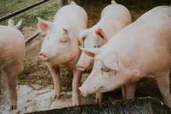 В Одеській області у свиней зафіксували африканську чуму: як себе убезпечити 