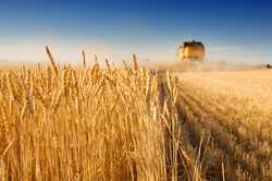 Одесская область установила рекорд по сбору зерновых: подробности