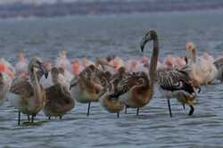 В Одесскую область прилетела почти тысяча фламинго: детали