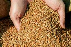 Милованов розповів, як можна відновити експорт зерна через Одесу 