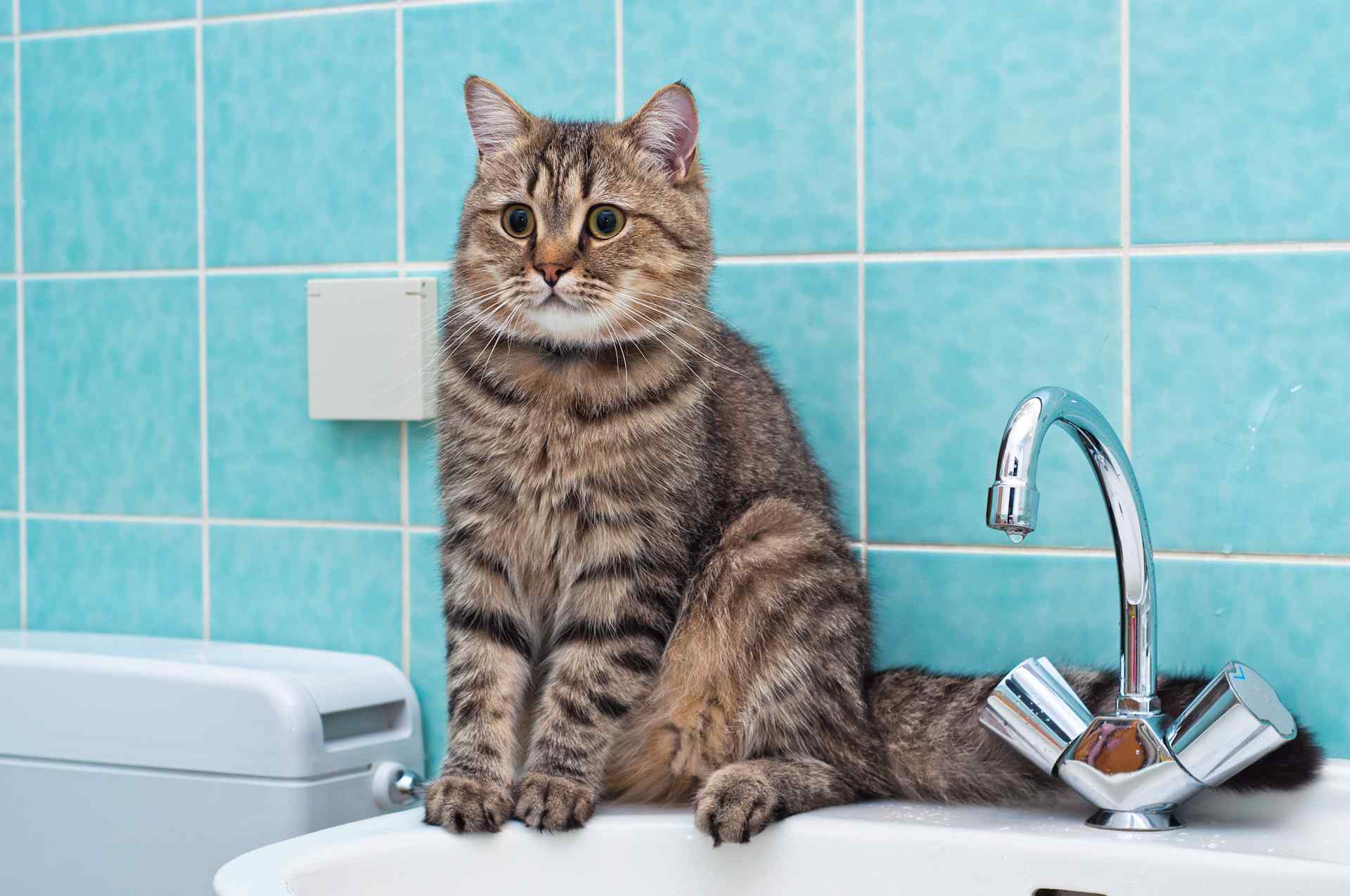 Включи выключи котов. Кот и кран. Нет воды. Кот и кран с водой. Кран с водой.